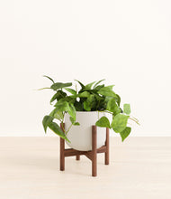 Load image into Gallery viewer, Natural Bamboo stand:walnut