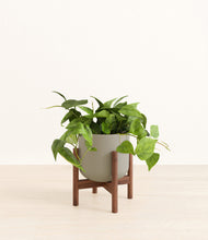 Load image into Gallery viewer, Sage Green stand:walnut