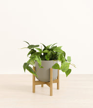 Load image into Gallery viewer, Sage Green stand:bamboo