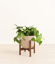 Load image into Gallery viewer, Sandy Pink stand:walnut