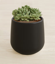 Load image into Gallery viewer, Black stand:all