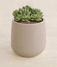 Load image into Gallery viewer, Eternal Gray stand:all