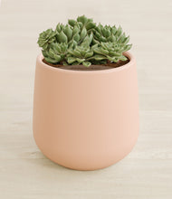 Load image into Gallery viewer, Gentle Pink stand:all