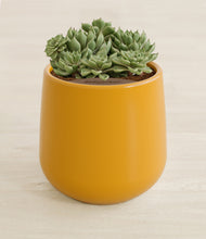 Load image into Gallery viewer, Mustard stand:all