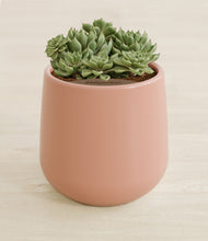 Load image into Gallery viewer, Calm Rose stand:all