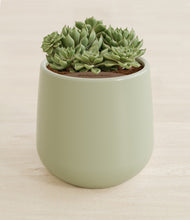 Load image into Gallery viewer, Turquoise stand:all