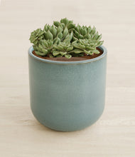 Load image into Gallery viewer, Reactive Aqua stand:all