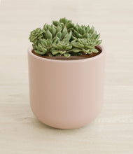 Load image into Gallery viewer, Sandy Pink stand:all