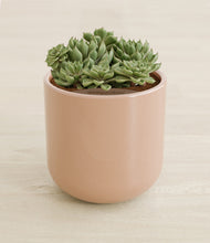 Load image into Gallery viewer, Glossy Pink stand:all