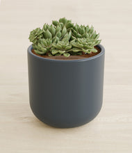 Load image into Gallery viewer, Iron Gray stand:all