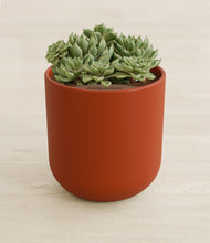 Load image into Gallery viewer, Earth Red stand:all