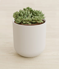 Load image into Gallery viewer, Natural Bamboo stand:all