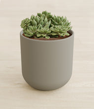 Load image into Gallery viewer, Sage Green stand:all