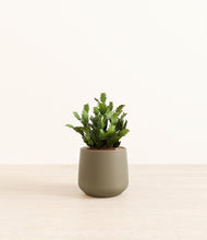 Load image into Gallery viewer, Olive