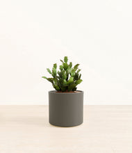 Load image into Gallery viewer, Dark Olive