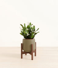 Load image into Gallery viewer, Olive stand:walnut