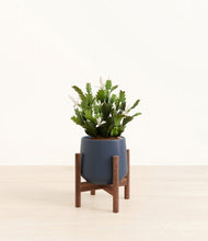 Load image into Gallery viewer, Deep Navy stand:walnut