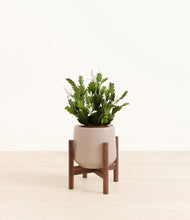 Load image into Gallery viewer, Eternal Gray stand:walnut