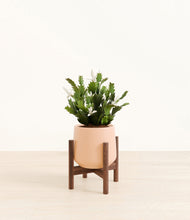 Load image into Gallery viewer, Gentle Pink stand:walnut