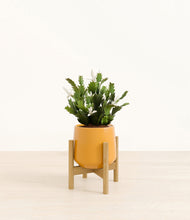 Load image into Gallery viewer, Mustard stand:bamboo