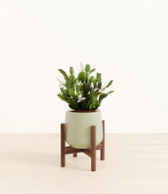 Load image into Gallery viewer, Turquoise stand:walnut