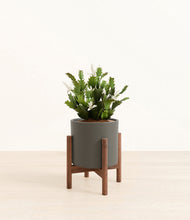 Load image into Gallery viewer, Dark Olive stand:walnut