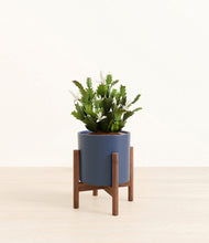 Load image into Gallery viewer, Deep Navy stand:walnut