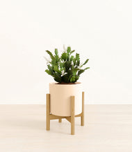 Load image into Gallery viewer, Cream stand:bamboo