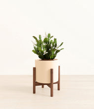 Load image into Gallery viewer, Cream stand:walnut