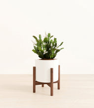 Load image into Gallery viewer, White stand:walnut