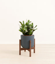 Load image into Gallery viewer, -