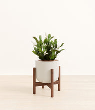 Load image into Gallery viewer, -