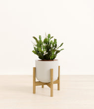 Load image into Gallery viewer, -