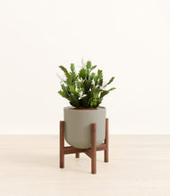 Load image into Gallery viewer, -