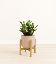 Load image into Gallery viewer, -