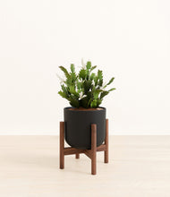 Load image into Gallery viewer, -