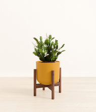 Load image into Gallery viewer, -