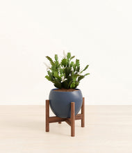 Load image into Gallery viewer, Deep Navy stand:walnut