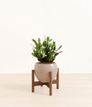 Load image into Gallery viewer, Desert Brown stand:walnut