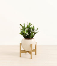 Load image into Gallery viewer, Shiny EggWhite stand:bamboo