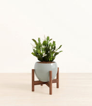 Load image into Gallery viewer, Deep Ocean stand:walnut