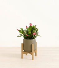 Load image into Gallery viewer, Olive stand:bamboo