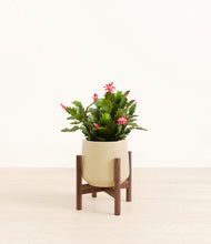 Load image into Gallery viewer, Almond Green stand:walnut