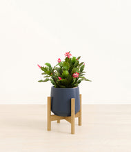 Load image into Gallery viewer, Deep Navy stand:bamboo