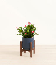 Load image into Gallery viewer, Deep Navy stand:walnut