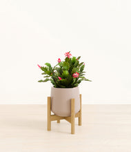 Load image into Gallery viewer, Eternal Gray stand:bamboo