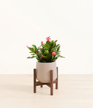 Load image into Gallery viewer, Eternal Gray stand:walnut