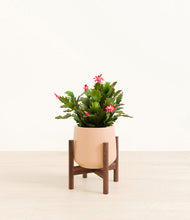 Load image into Gallery viewer, Gentle Pink stand:walnut