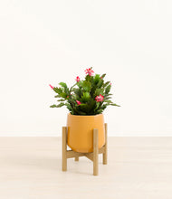 Load image into Gallery viewer, Mustard stand:bamboo