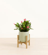 Load image into Gallery viewer, Turquoise stand:bamboo